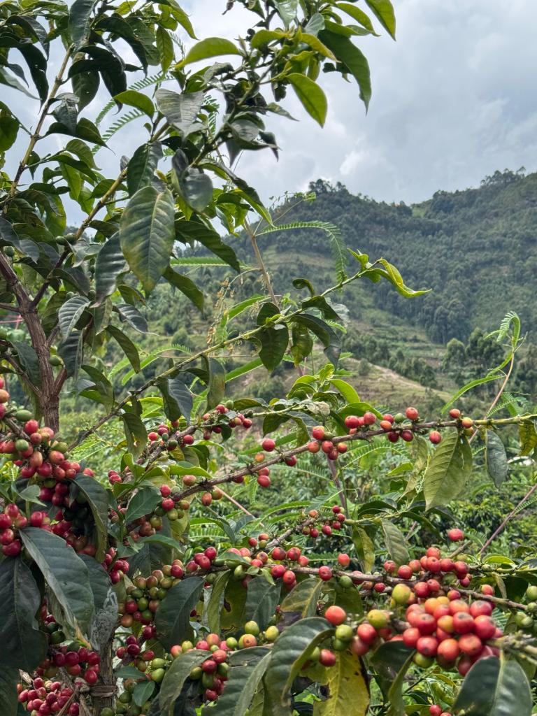 Coffee harvesting