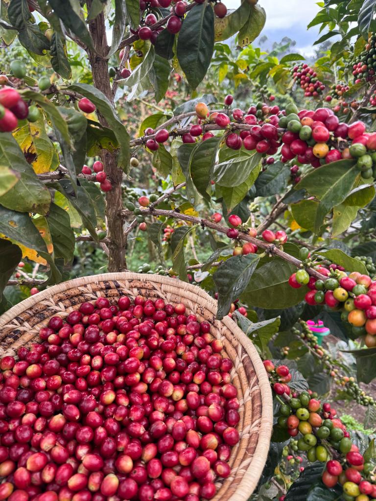 Coffee processing