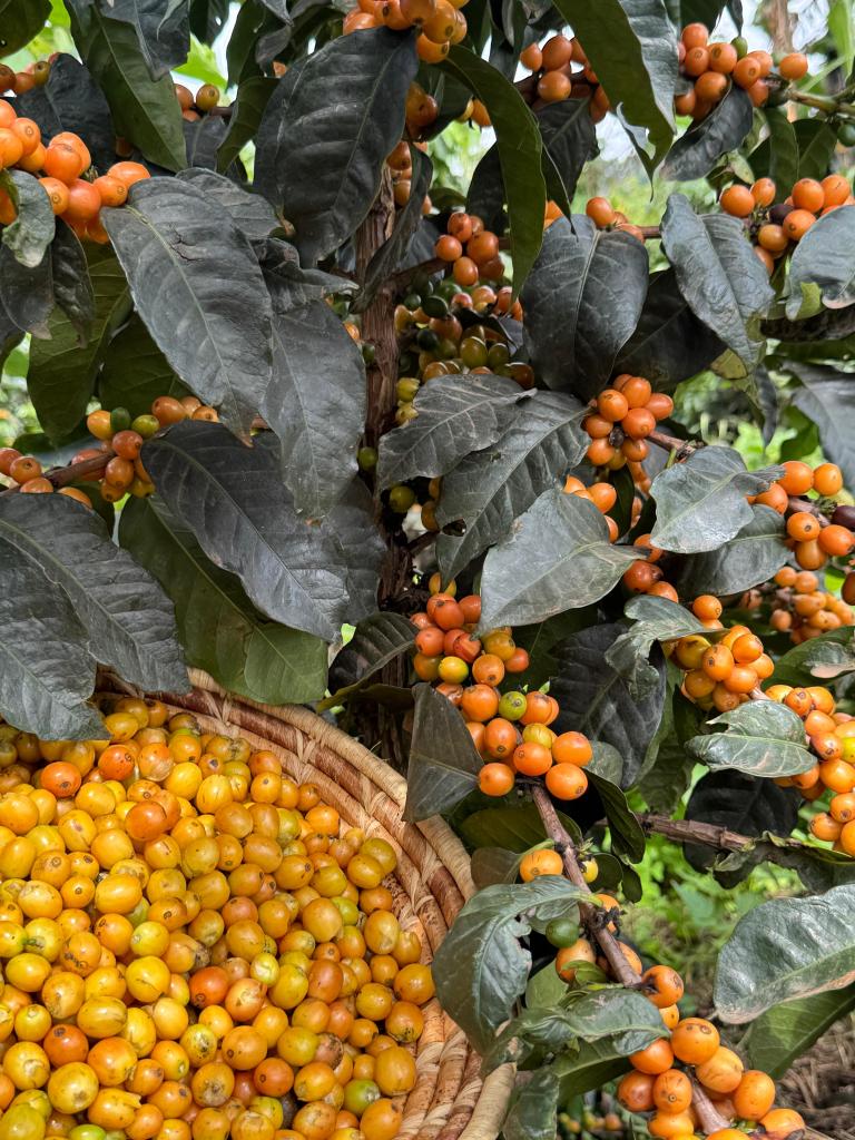 Coffee processing