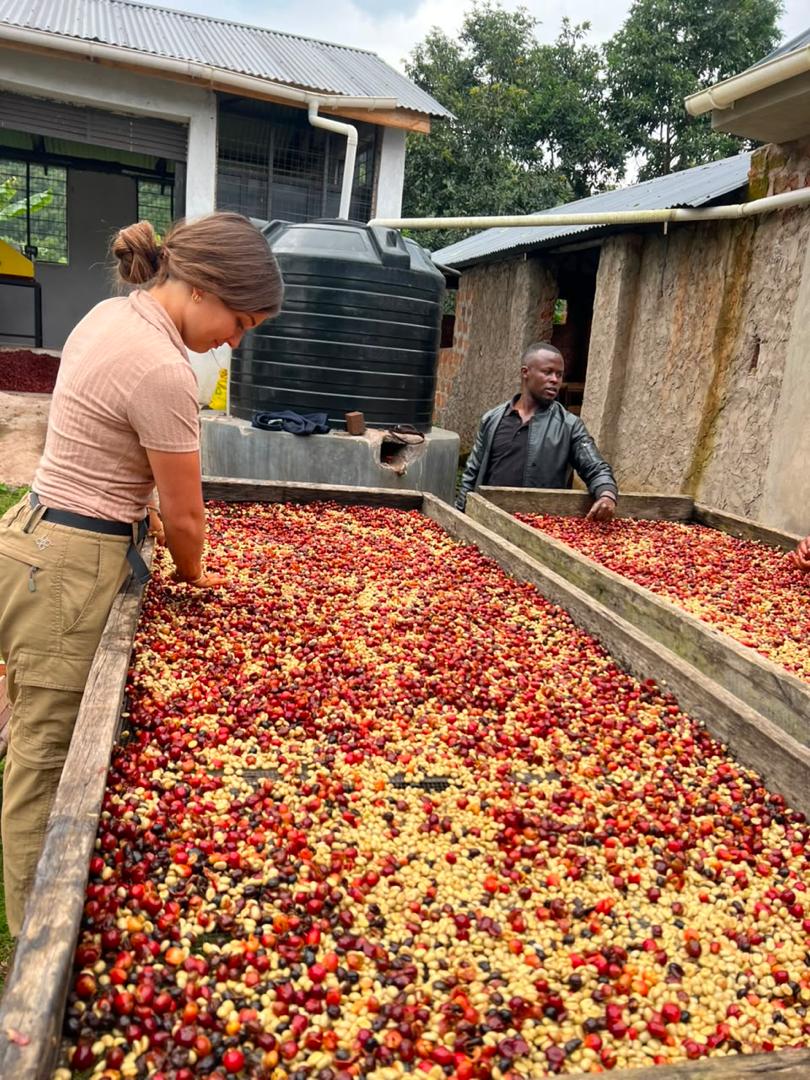 Coffee cherries drying on raised beds
