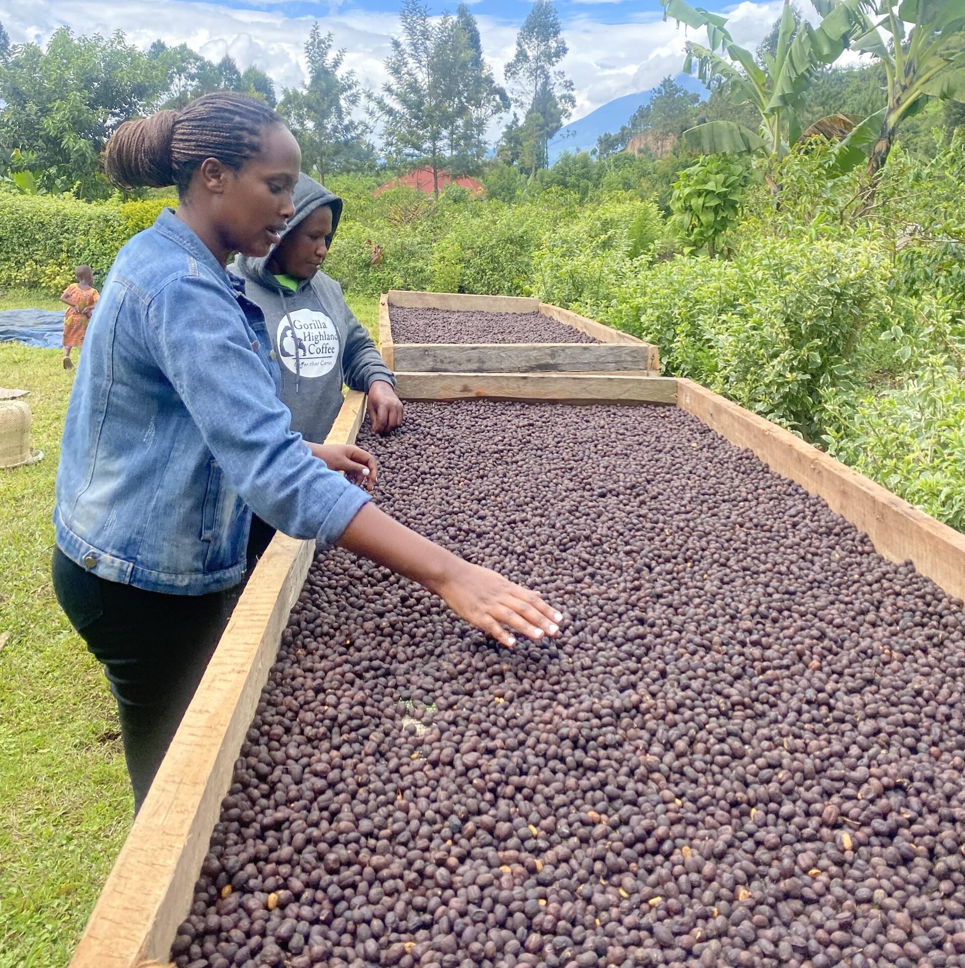 Gorilla Highlands Coffee Rukungiri