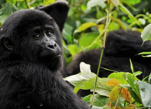 Climate Change and the Future of Kigezi’s Gorillas