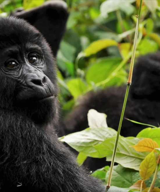 Climate Change and the Future of Kigezi’s Gorillas